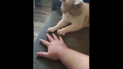 Cut cat video