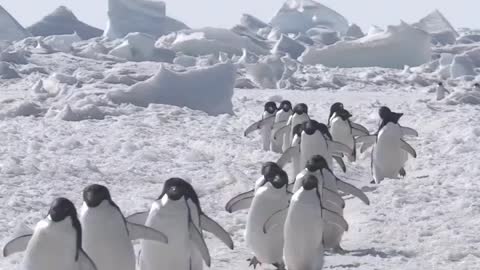 Penguin Highway 🇦🇶 Cape Hallett