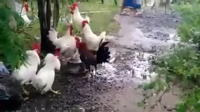 Are this chickens racist?