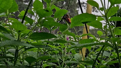 Hunting a Hummingbird in San Jose Costa Rica