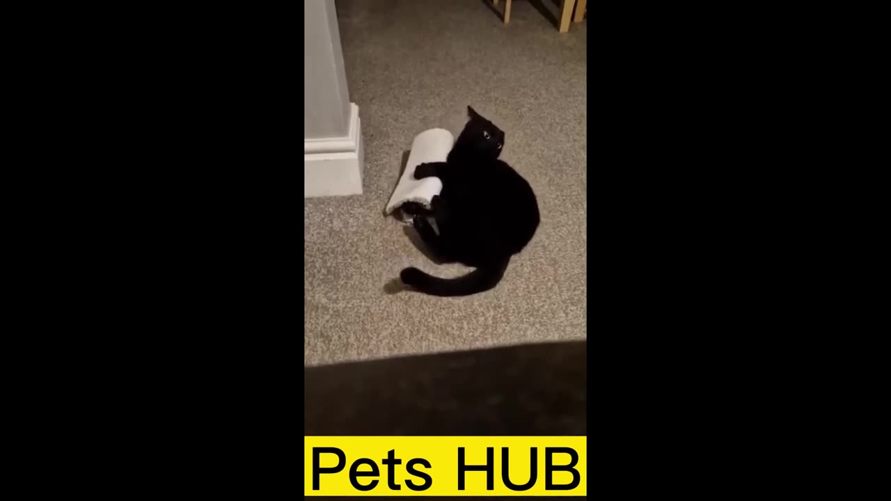 I cry tears of joy from 30 minutes of Pure Laughter 😂😂😂😂😂😂😂 Cat Dog Video