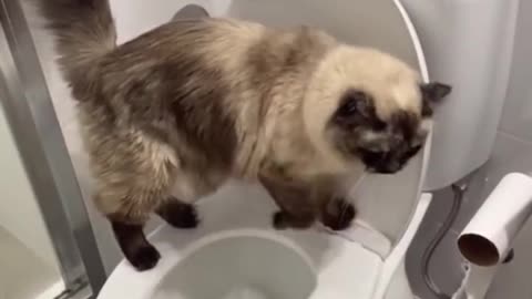 Funniest cats #short video
