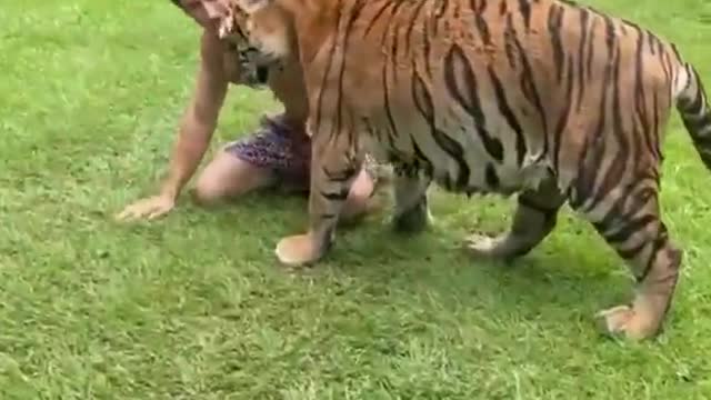 Playing with tiger