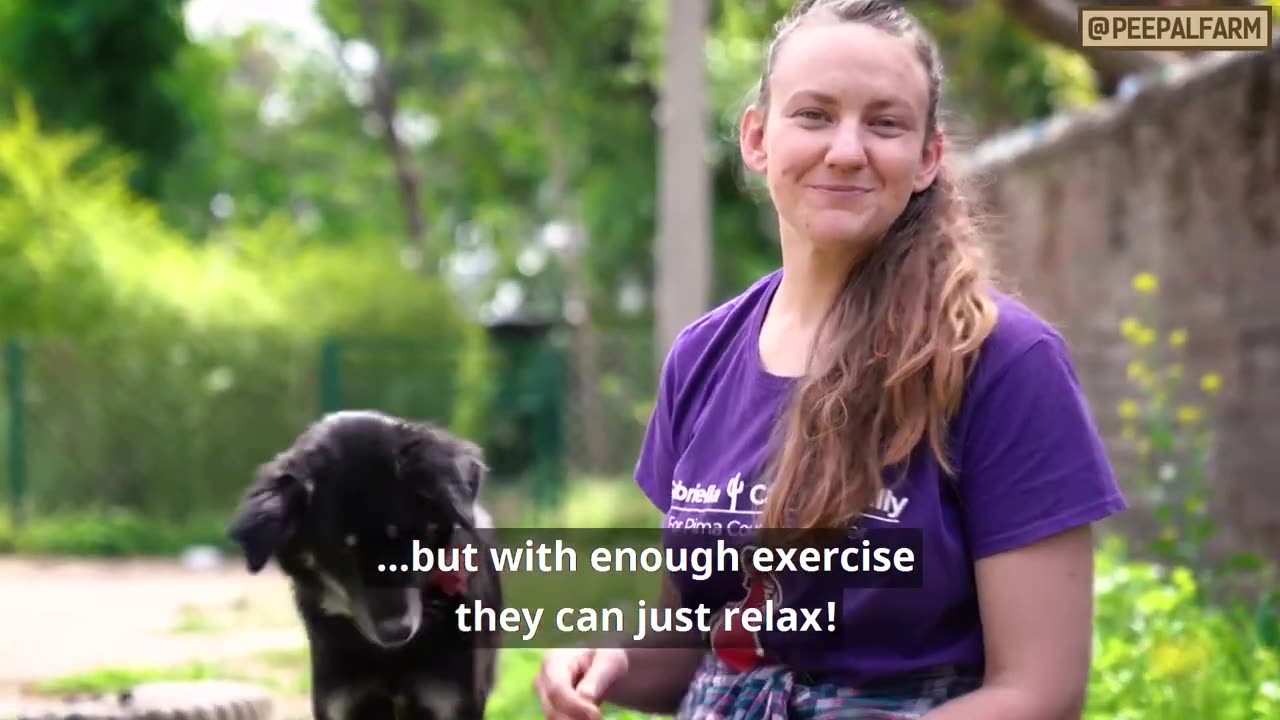 Top 5 Reasons this Dog Trainer Loves Desi Dogs Hindi with English subtitles.