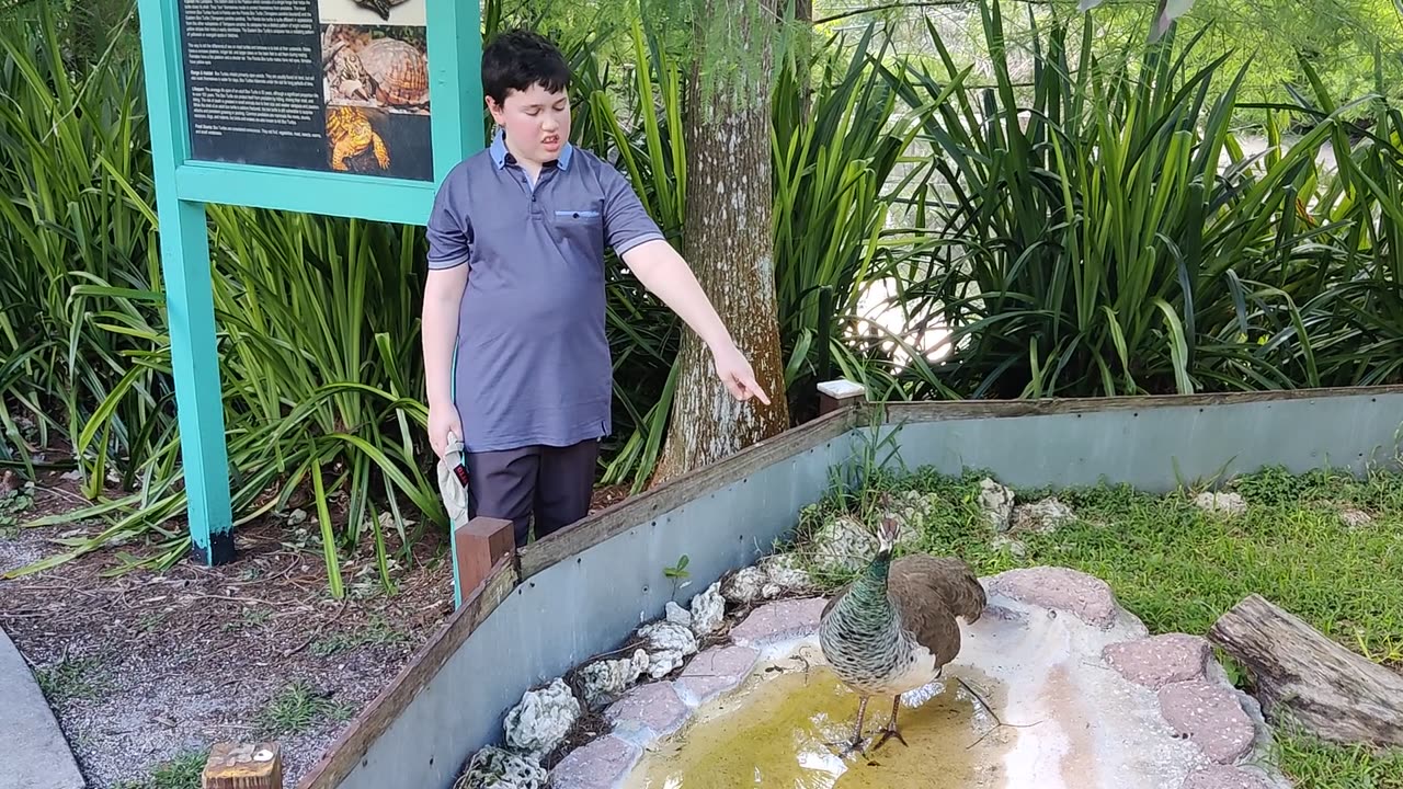 Spencer at Flamingo Gardens peakcock VID_20220417_153325