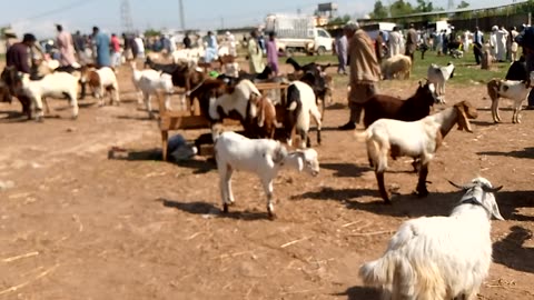 Goats market