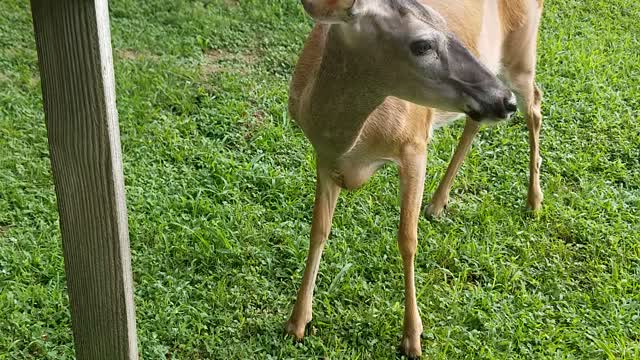 My Deer friend Missy. It's a blessing to see her. She makes me happy!