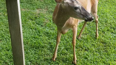 My Deer friend Missy. It's a blessing to see her. She makes me happy!