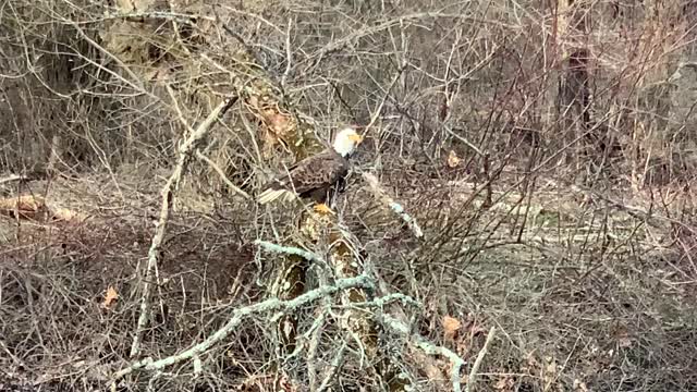 Bald Eagle - majestic!