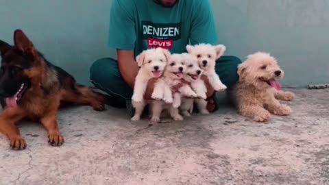 Beautiful Puppies Of My Pet House