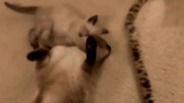 Siamese kitten plays with its mom.