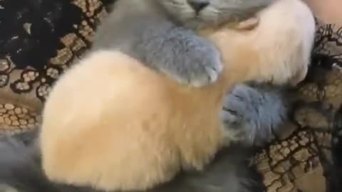 Cute kitten holding tiny newborn puppy