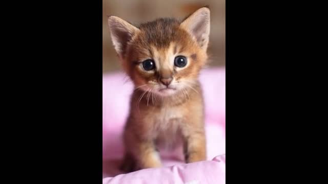 CUTE LITTLE RED KITTEN