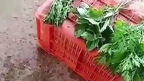 Bukan sulap tapi nyata sayur sekali celup langsung segar kembali