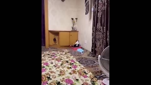 Funny Animals Compilation