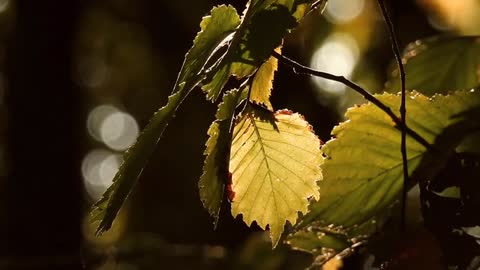 Leaf Branch Tree Foliage Autumn