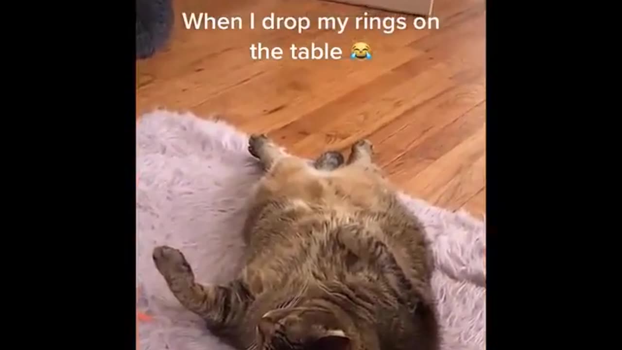 Hilarious Cat Videos That Will Make You Laugh Out Loud 2023