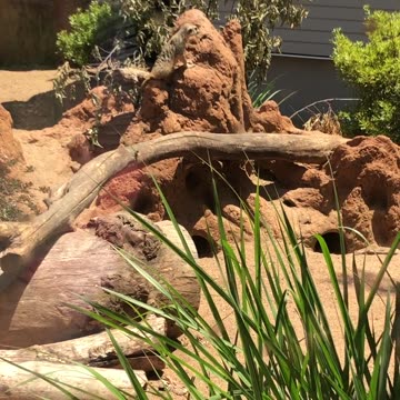 Let's go to the Zoo!