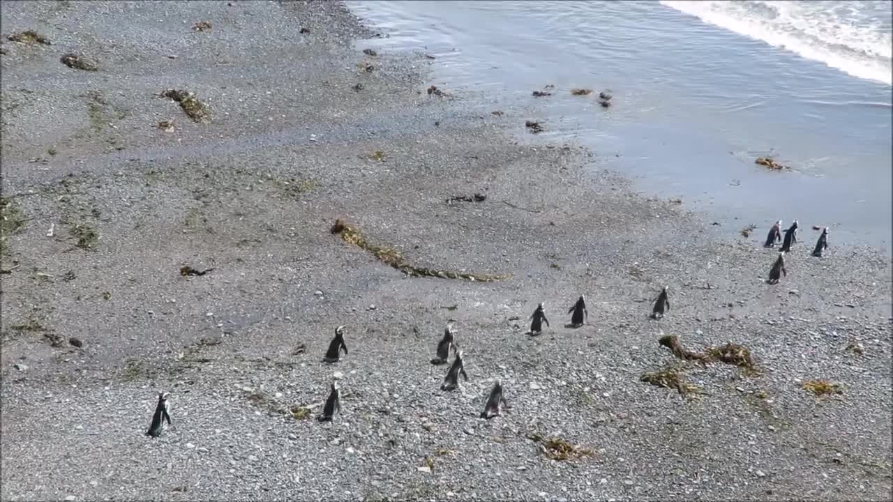 High Noon at Punta Tombo Reserve