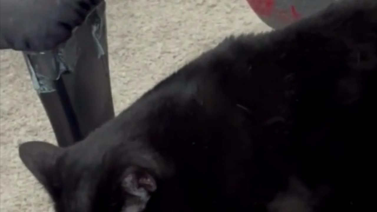 Adopting a Cat from a Shelter Vlog - Cute Precious Piper Gets Worn Out From Being a Manager #shorts