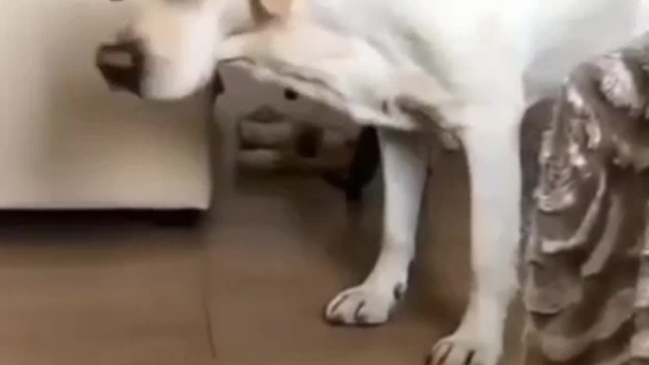 Animal funny video 😂