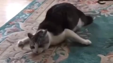 Funny Cat Videos 07 - You will Laugh So Hard 🤣