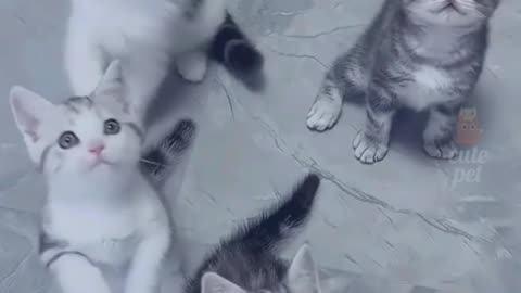 cute cats video