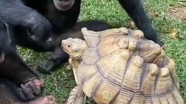 The monkey is helping the turtle