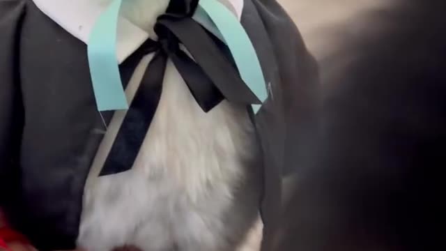 Cute and Fluffy Dog Dresses Up As Harry Potter