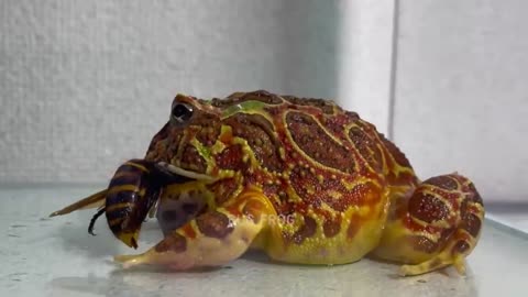 Give the frog the queen of the giant hornet .../ Pacman frog , African bullfrog【LIVE FEEDING】