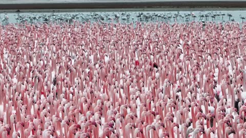 A Flamboyance of Flamingos Gather in Kazakhstan