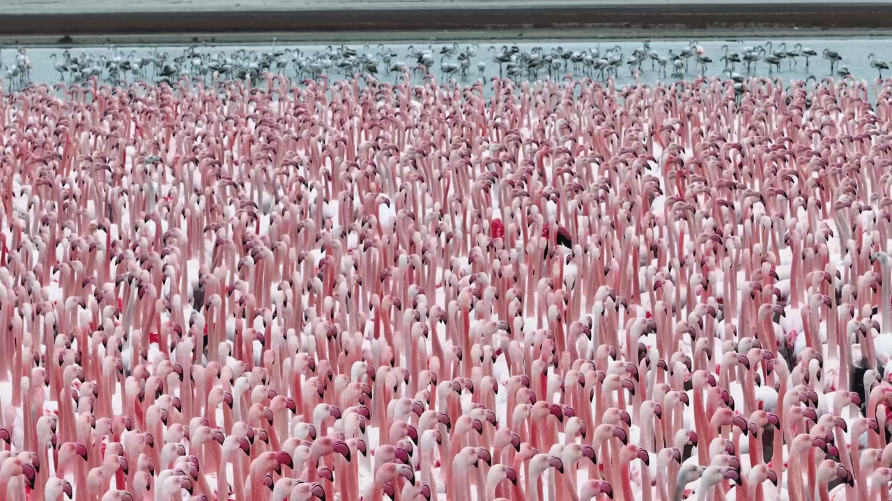 A Flamboyance of Flamingos Gather in Kazakhstan