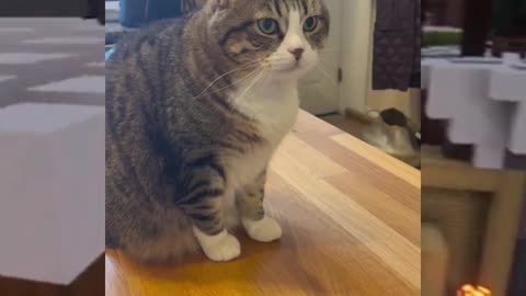 Cute Meow😍