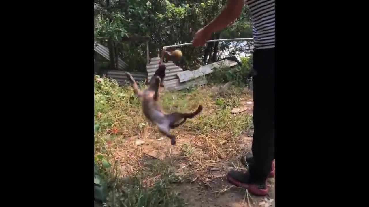 Funniest Animals - Best Of The 2022 Funny Animal Videos