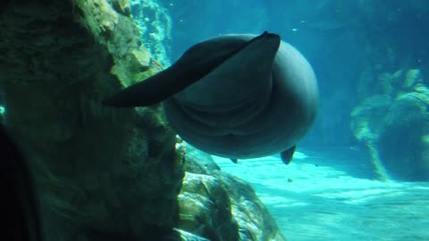 Watching the Manatee’s at the Aquarium