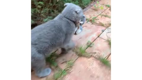 Momma cat carriers baby kitten in its teeth