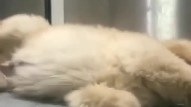 The cute dog doesn't want to watch the camera.