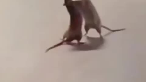 animals fight and funny moments