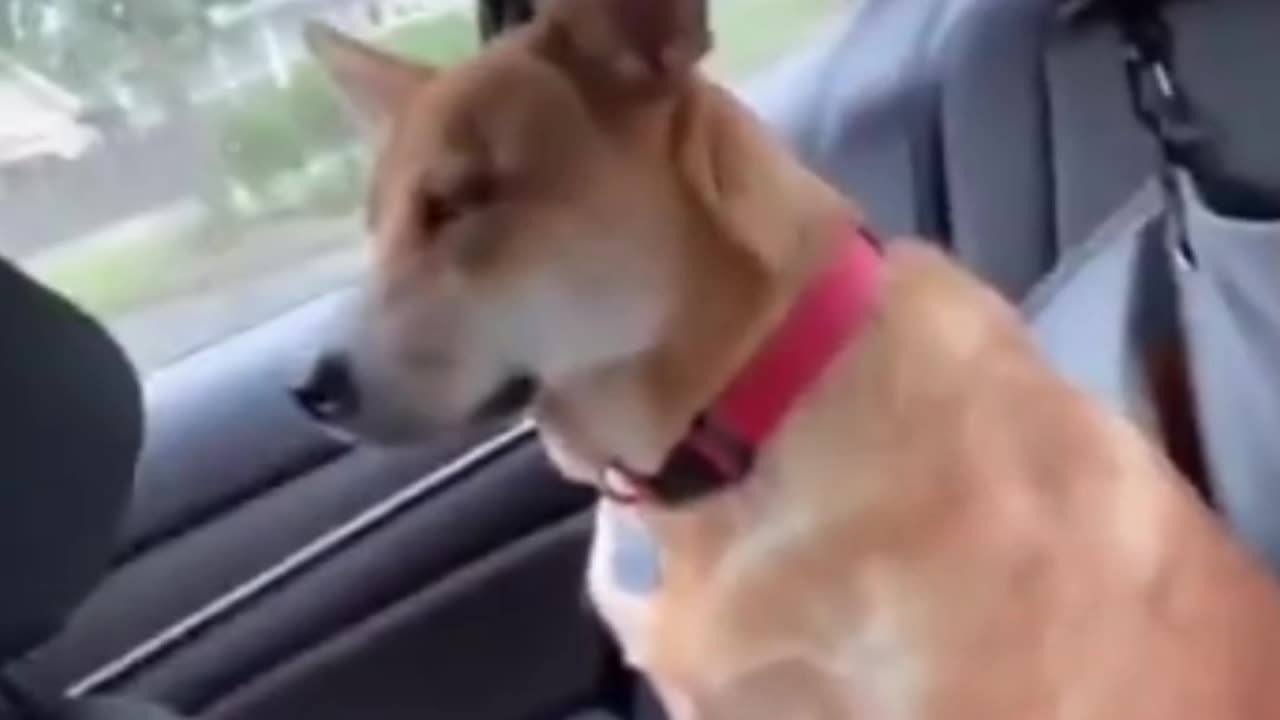 Try not to laugh 😂