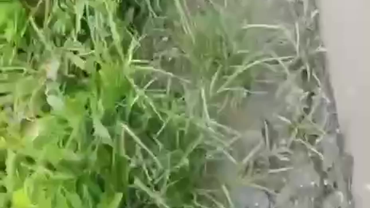 The video from the frontline. The main factor to start the counterattack is the weather…