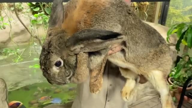 A rabbit big enough to scare my snakes away 😂