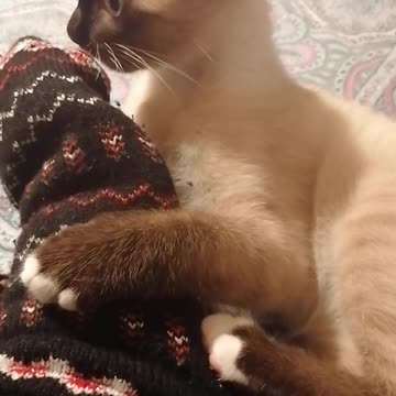 my cat hates my socks