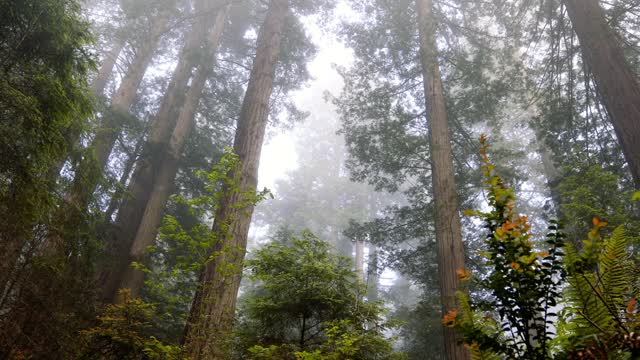 Forest of trees