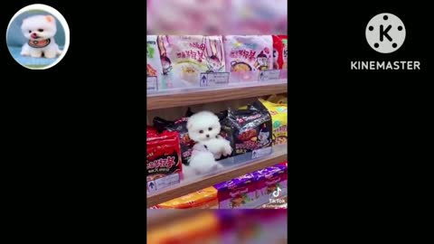 Funny and Cute Dog Pomeranian 😍🐶| Tidog #babyanimal #dogvi