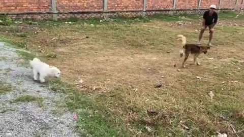 What A funny Puppy - Peiei Playful - Look Monty _ Cute Pets