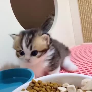 Сute little kitten