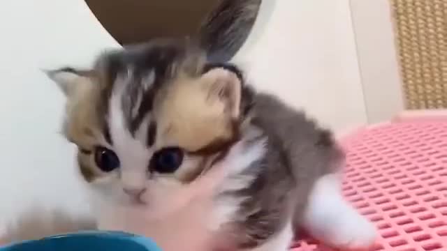 Сute little kitten