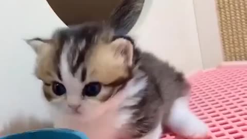 Сute little kitten
