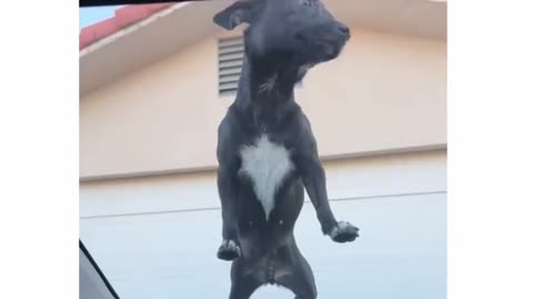 Got to show this video to my boss