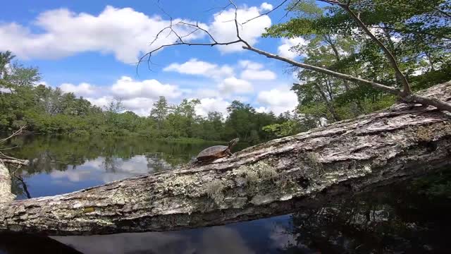 Turtle